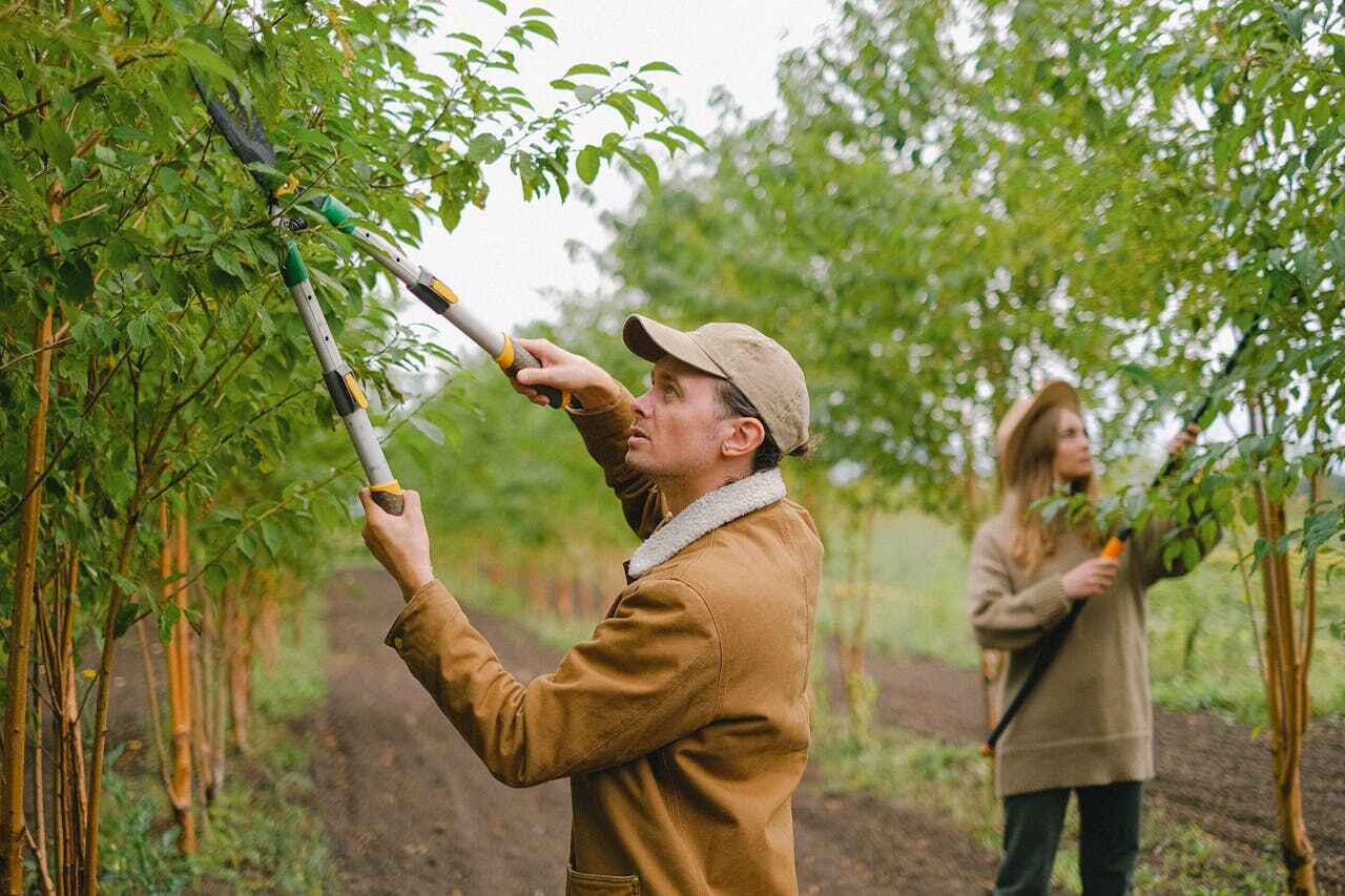 Best Best Tree Removal Services  in Hubbard, OR